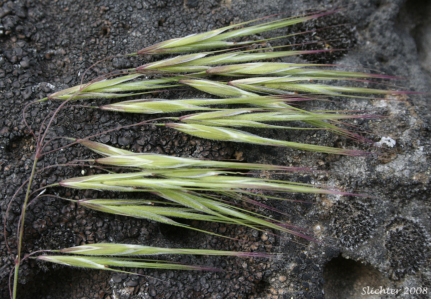 Cheat Grass, Cheatgrass Brome, Downy Brome: Bromus tectorum (Synonyms: Anisantha tectorum, Bromus tectorum var. glabratus, Bromus tectorum var. hirsutus, Bromus tectorum var. nudus, Bromus tectorum var. tectorum)