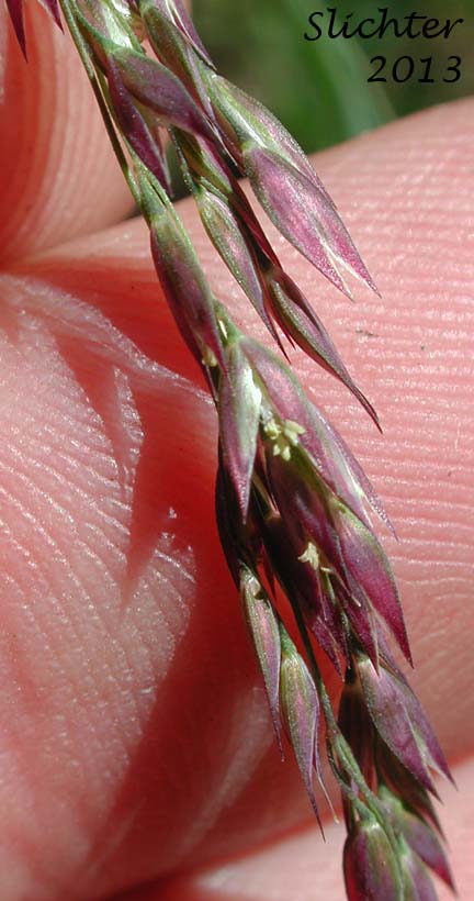 Inflorescence of Drooping Woodreed, Slender Woodreed, Slender Wood-reed: Cinna latifolia