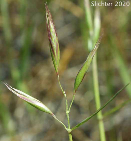 Inflorescence of California Danthonia, California Oatgrass, California Oat-grass, California Wild Oat-grass: Danthonia californica (Synonyms: Danthonia americana, Danthonia californica var. americana, Danthonia californica var. californica, Danthonia californica var. palousensis, Danthonia californica var. piperi)
