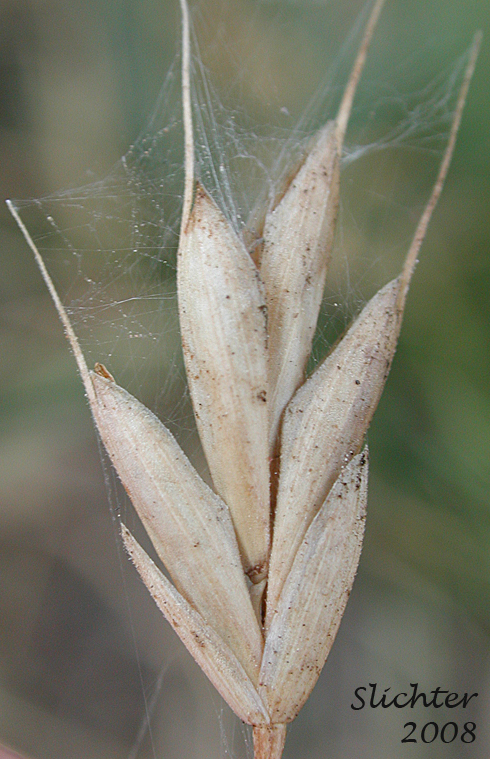 Dry spikelet of california oatgrass: Danthonia californica.
