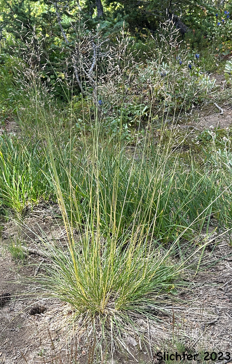 Bering Hair GrassBeringian Hairgrass, Pacific Hair Grass, Tufted Hairgrass, Tufted Hair Grass: Deschampia cespitosa (Synonyms: Aira caespitosa, Aira holciformis, Deschampsia beringensis Deschampsia caespitosa, Deschampsia caespitosa ssp. genuina, Deschampsia caespitosa ssp. glauca, Deschampsia caespitosa ssp. orientalis, Deschampsia caespitosa ssp. parviflora, Deschampsia caespitosa var. abbei, Deschampsia caespitosa var. alpicola, Deschampsia caespitosa var. glauca, Deschampsia caespitosa var. intercotidalis, Deschampsia caespitosa var. littoralis,Deschampsia caespitosa var. longiflora, Deschampsia caespitosa var. maritima, Deschampsia caespitosa var. parviflora, Deschampsia cespitosa ssp. beringensis, Deschampsia cespitosa ssp. cespitosa, Deschampsia cespitosa ssp. holciformis, Deschampsia cespitosa var. arctica, Deschampsia cespitosa var. cespitosa, Deschampsia cespitosa var. longiflora, Deschampsia glauca, Deschampsia holciformis)