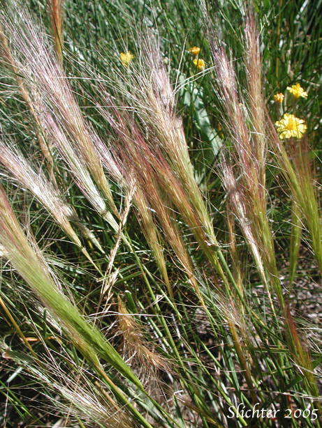 Bottlebrush Squirreltail, Squirreltail: Elymus elymoides ssp. elymoides (Synonyms: Elymus sitanion, Sitanion elymoides, Sitanion hystrix var. hystrix)
