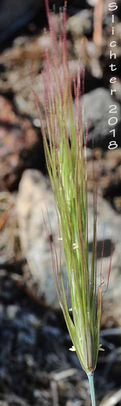 Inflorescence ofBottlebrush Squirreltail, Squirreltail: Elymus elymoides ssp. elymoides (Synonyms: Elymus sitanion, Sitanion elymoides, Sitanion hystrix var. hystrix)