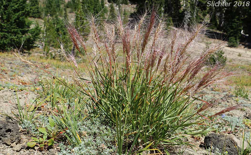 Bottlebrush Squirreltail, Squirreltail: Elymus elymoides ssp. elymoides (Synonyms: Elymus sitanion, Sitanion elymoides, Sitanion hystrix var. hystrix)
