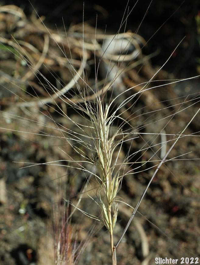 Inflorescence of Bottlebrush Squirreltail, Squirreltail: Elymus elymoides ssp. elymoides (Synonyms: Elymus sitanion, Sitanion elymoides, Sitanion hystrix var. hystrix)