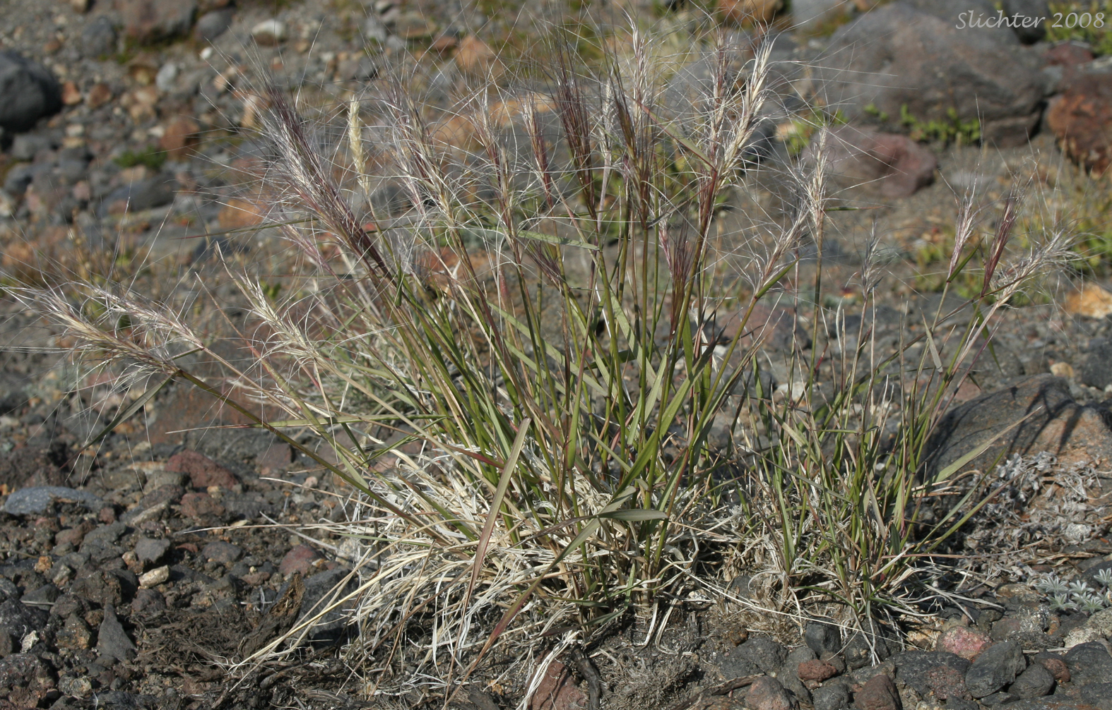 Bottlebrush Squirreltail, Squirreltail: Elymus elymoides ssp. elymoides (Synonyms: Elymus sitanion, Sitanion elymoides, Sitanion hystrix var. hystrix)