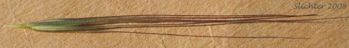 Bottlebrush Squirreltail, Squirreltail: Elymus elymoides ssp. elymoides (Synonyms: Elymus sitanion, Sitanion elymoides, Sitanion hystrix var. hystrix)