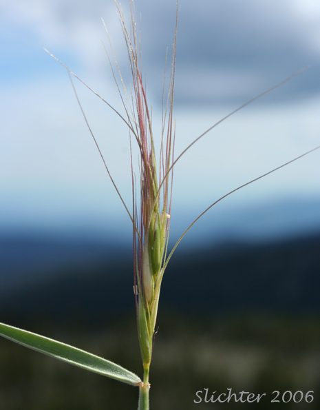 Bottlebrush Squirreltail, Squirreltail: Elymus elymoides ssp. elymoides (Synonyms: Elymus sitanion, Sitanion elymoides, Sitanion hystrix var. hystrix)