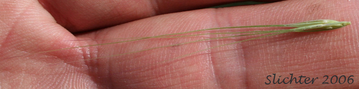 Bottlebrush Squirreltail, Squirreltail: Elymus elymoides ssp. elymoides (Synonyms: Elymus sitanion, Sitanion elymoides, Sitanion hystrix var. hystrix)
