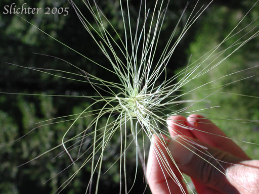 Bottlebrush Squirreltail, Squirreltail: Elymus elymoides ssp. elymoides (Synonyms: Elymus sitanion, Sitanion elymoides, Sitanion hystrix var. hystrix)