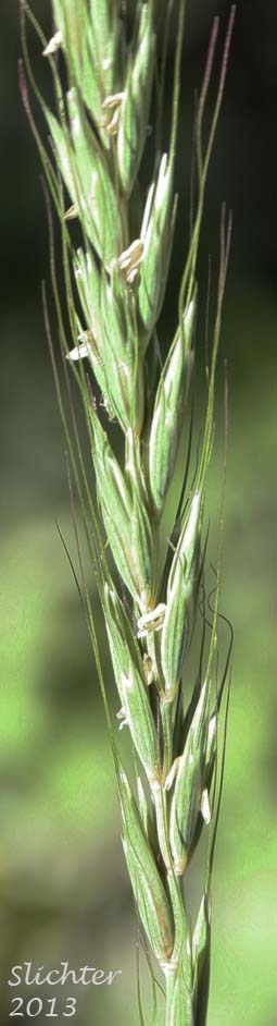Blue Wildrye, Jepson's Blue Wildrye, Western Wildrye: Elymus glaucus ssp. glaucus (Synonyms: Elymus glaucus var. breviaristatus, Elymus glaucus var. glaucus, Elymus glaucus ssp. jepsonii, Elymus glaucus var. jepsonii, Elymus glaucus var. tenuis)