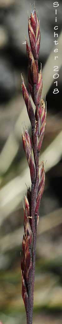 Alpine Fescue: Festuca brachyphylla ssp. brachyphylla (Synonyms: Festuca brevifolia, Festuca brevifolia var. genuina, Festuca ovina, Festuca ovina ssp. brevifolia, Festuca ovina var. alpina, Festuca ovina var. borealis, Festuca ovina var. brachyphylla, Festuca ovina var. brevfolia)