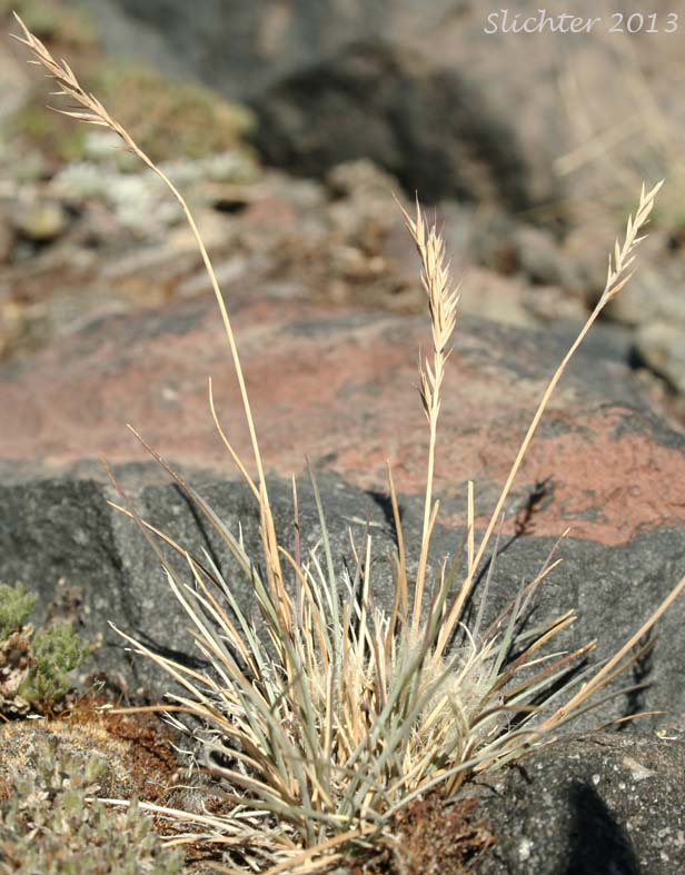 Alpine Fescue: Festuca brachyphylla ssp. brachyphylla (Synonyms: Festuca brevifolia, Festuca brevifolia var. genuina, Festuca ovina, Festuca ovina ssp. brevifolia, Festuca ovina var. alpina, Festuca ovina var. borealis, Festuca ovina var. brachyphylla, Festuca ovina var. brevfolia)