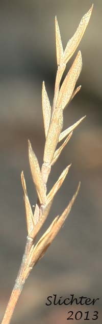 Alpine Fescue: Festuca brachyphylla ssp. brachyphylla (Synonyms: Festuca brevifolia, Festuca brevifolia var. genuina, Festuca ovina, Festuca ovina ssp. brevifolia, Festuca ovina var. alpina, Festuca ovina var. borealis, Festuca ovina var. brachyphylla, Festuca ovina var. brevfolia)