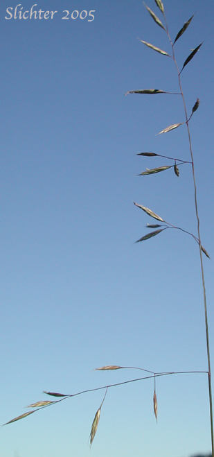 Blue Bunchgrass, Bluebunch Fescue, Idaho Fescue: Festuca idahoensis (Synonyms: Festuca idahoensis ssp. idahoensis, Festuca idahoensis var. idahoensis, Festuca idahoensis var. oregona, Festuca ingrata, Festuca occidentalis var. ingrata, Festuca occidentalis var. oregona, Festuca ovina var. columbiana, Festuca ovina var. ingrata, Festuca ovina var. oregona)
