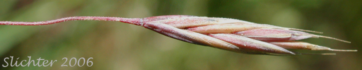 Blue Bunchgrass, Bluebunch Fescue, Idaho Fescue: Festuca idahoensis (Synonyms: Festuca idahoensis ssp. idahoensis, Festuca idahoensis var. idahoensis, Festuca idahoensis var. oregona, Festuca ingrata, Festuca occidentalis var. ingrata, Festuca occidentalis var. oregona, Festuca ovina var. columbiana, Festuca ovina var. ingrata, Festuca ovina var. oregona)