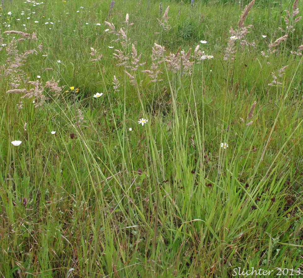 Common Velvetgrass, Yorkshire Fog: Holcus lanatus (Synonym: Nothoholcus lanatus)