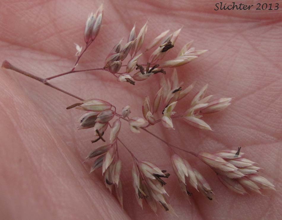 Panicle branch of Common Velvetgrass, Yorkshire Fog: Holcus lanatus (Synonym: Nothoholcus lanatus)
