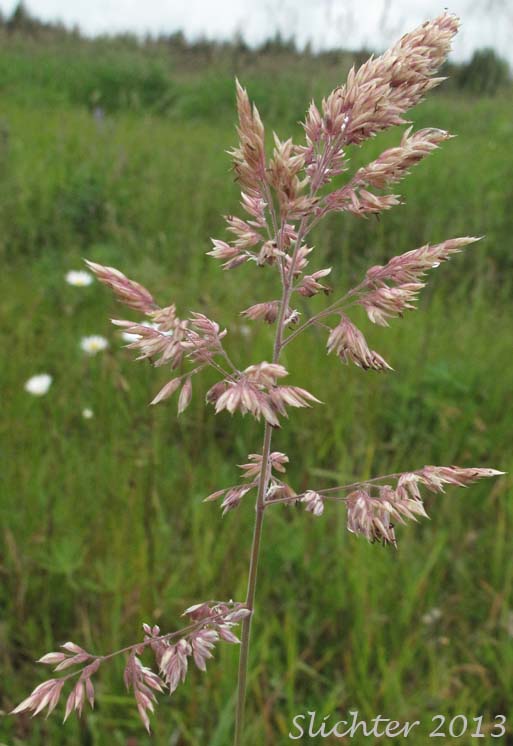 Inflorescence of Common Velvetgrass, Yorkshire Fog: Holcus lanatus (Synonym: Nothoholcus lanatus)
