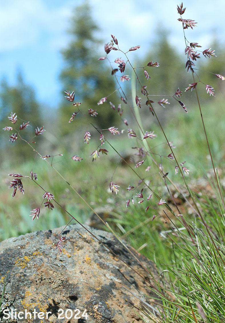 Leiberg's Bluegrass, Leiberg's Blue Grass: Poa leibergii (Synonym: Poa vaseyochloa)