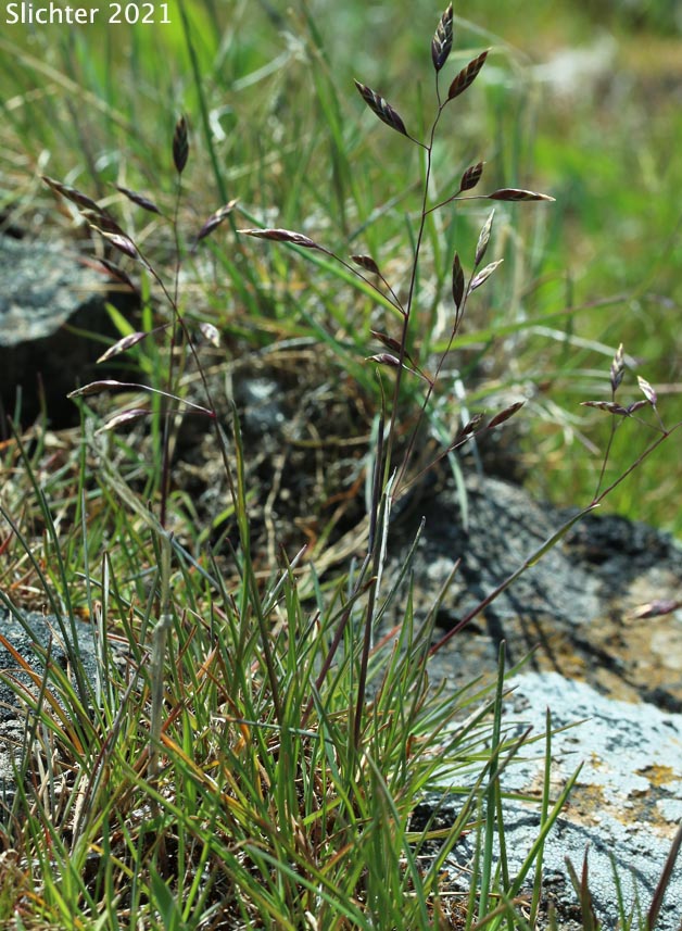 Leiberg's Bluegrass, Leiberg's Blue Grass: Poa leibergii (Synonym: Poa vaseyochloa)