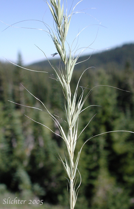 Inflorescence of Bluebunch Wheatgrass: Pseudoroegneria spicata (Synonyms: Agropyron inerme, Agropyron spicatum, Agropyron spicatum var. inerme, Agropyron spicatum var. pubescens, Agropyron spicatum var. spicatum, Agropyron vaseyi, Elymus spicatus, Elytrigia spicata, Pseudoroegneria spicata ssp. inermis, Pseudoroegneria spicata ssp. spicata, Roegneria spicata)