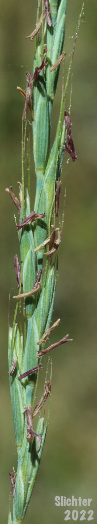 Inflorescence of Bluebunch Wheatgrass: Pseudoroegneria spicata (Synonyms: Agropyron inerme, Agropyron spicatum, Agropyron spicatum var. inerme, Agropyron spicatum var. pubescens, Agropyron spicatum var. spicatum, Agropyron vaseyi, Elymus spicatus, Elytrigia spicata, Pseudoroegneria spicata ssp. inermis, Pseudoroegneria spicata ssp. spicata, Roegneria spicata)