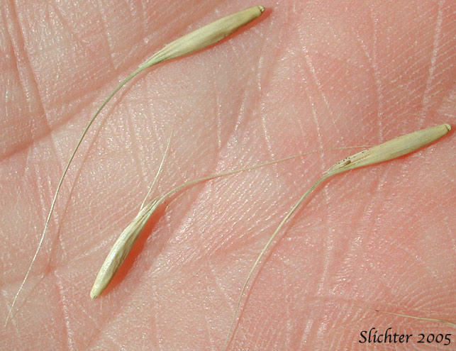 Bluebunch Wheatgrass: Pseudoroegneria spicata (Synonyms: Agropyron inerme, Agropyron spicatum, Agropyron spicatum var. inerme, Agropyron spicatum var. pubescens, Agropyron spicatum var. spicatum, Agropyron vaseyi, Elymus spicatus, Elytrigia spicata, Pseudoroegneria spicata ssp. inermis, Pseudoroegneria spicata ssp. spicata, Roegneria spicata)