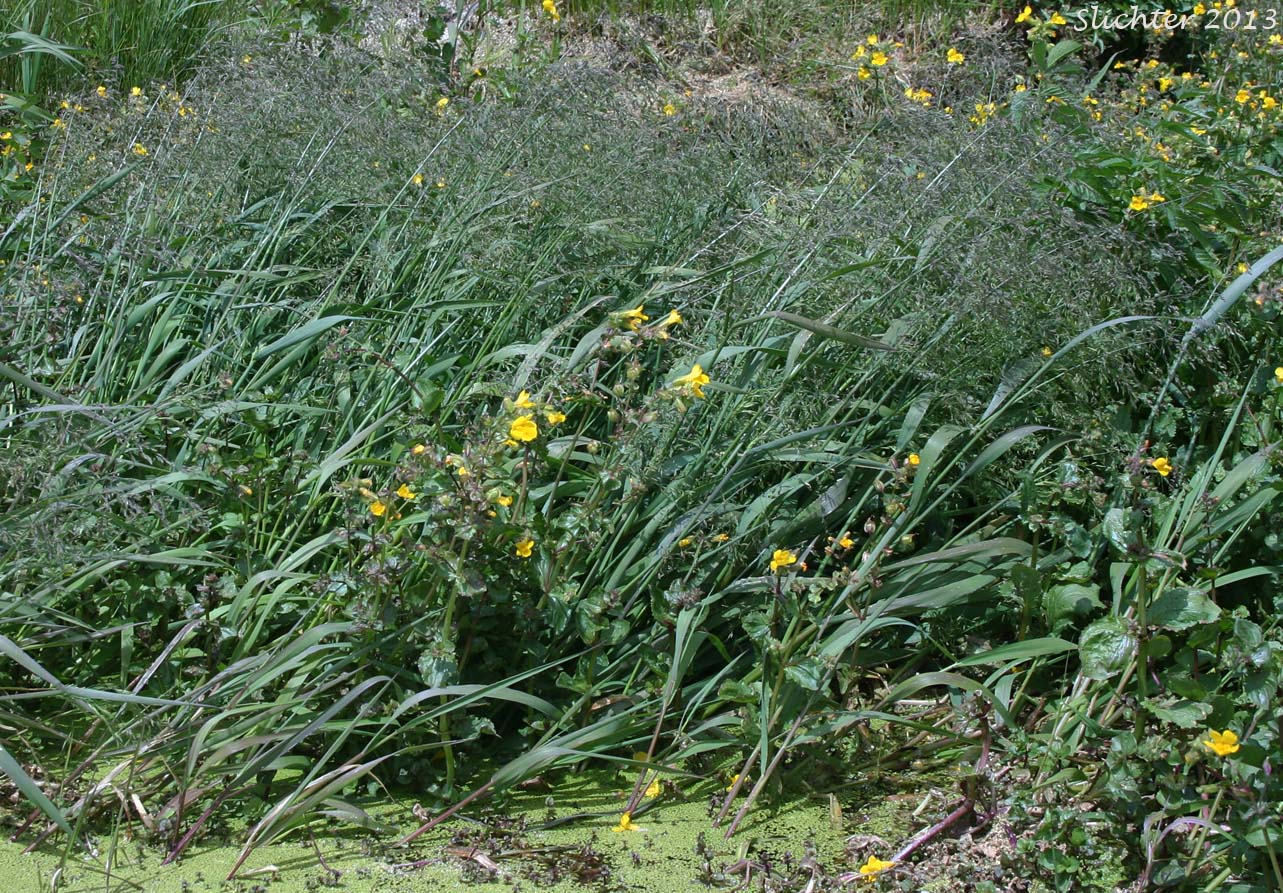 Pale False Mannagrass, Weak Alkaligrass, Weak Mannagrass: Torreyochloa pallida var. pauciflora (Synonyms: Glyceria otisii, Glyceria pauciflora, Puccinellia pauciflora, Puccinellia pauciflora var. holmii, Puccinellia pauciflora var. microtheca, Puccinellia pauciflora var. pauciflora, Torreyochloa pauciflora, Torreyochloa pauciflora var. holmii, Torreyochloa pauciflora var. microtheca)