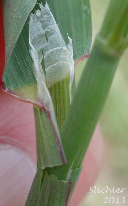 Pale False Mannagrass, Weak Alkaligrass, Weak Mannagrass: Torreyochloa pallida var. pauciflora (Synonyms: Glyceria otisii, Glyceria pauciflora, Puccinellia pauciflora, Puccinellia pauciflora var. holmii, Puccinellia pauciflora var. microtheca, Puccinellia pauciflora var. pauciflora, Torreyochloa pauciflora, Torreyochloa pauciflora var. holmii, Torreyochloa pauciflora var. microtheca)