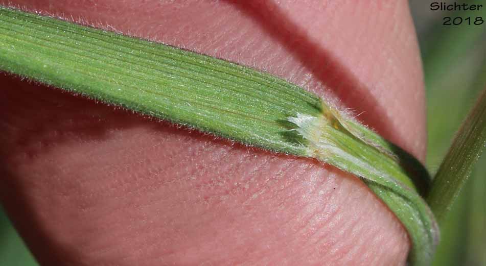 Downy Oat-grass, Narrow False Oat, Spike Trisetum: Trisetum spicatum (Synonyms: Aira spicata, Trisetum montanum, Trisetum montanum var. shearii, Trisetum sesquiflorum, Trisetum spicatum ssp. alaskanum, Trisetum spicatum ssp. congdonii, Trisetum spicatum ssp. majus, Trisetum spicatum ssp. molle, Trisetum spicatum ssp. montanum, Trisetum spicatum ssp. pilosiglume, Trisetum spicatum var. alaskanum, Trisetum spicatum var. congdoni, Trisetum spicatum var. maidenii, Trisetum spicatum var. majus, Trisetum spicatum var. molle, Trisetum spicatum var. pilosiglume, Trisetum spicatum var. spicatiforme, Trisetum spicatum var. spicatum, Trisetum spicatum var. villosissimum, Trisetum subspicatum, Trisetum triflorum, Trisetum triflorum ssp. molle, Trisetum villosissimum)