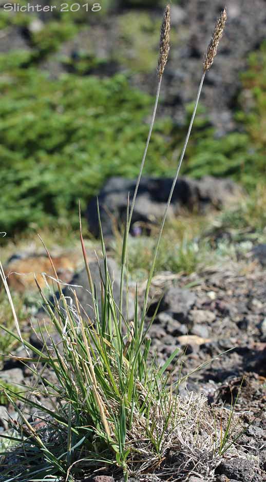Downy Oat-grass, Narrow False Oat, Spike Trisetum: Trisetum spicatum (Synonyms: Aira spicata, Trisetum montanum, Trisetum montanum var. shearii, Trisetum sesquiflorum, Trisetum spicatum ssp. alaskanum, Trisetum spicatum ssp. congdonii, Trisetum spicatum ssp. majus, Trisetum spicatum ssp. molle, Trisetum spicatum ssp. montanum, Trisetum spicatum ssp. pilosiglume, Trisetum spicatum var. alaskanum, Trisetum spicatum var. congdoni, Trisetum spicatum var. maidenii, Trisetum spicatum var. majus, Trisetum spicatum var. molle, Trisetum spicatum var. pilosiglume, Trisetum spicatum var. spicatiforme, Trisetum spicatum var. spicatum, Trisetum spicatum var. villosissimum, Trisetum subspicatum, Trisetum triflorum, Trisetum triflorum ssp. molle, Trisetum villosissimum)