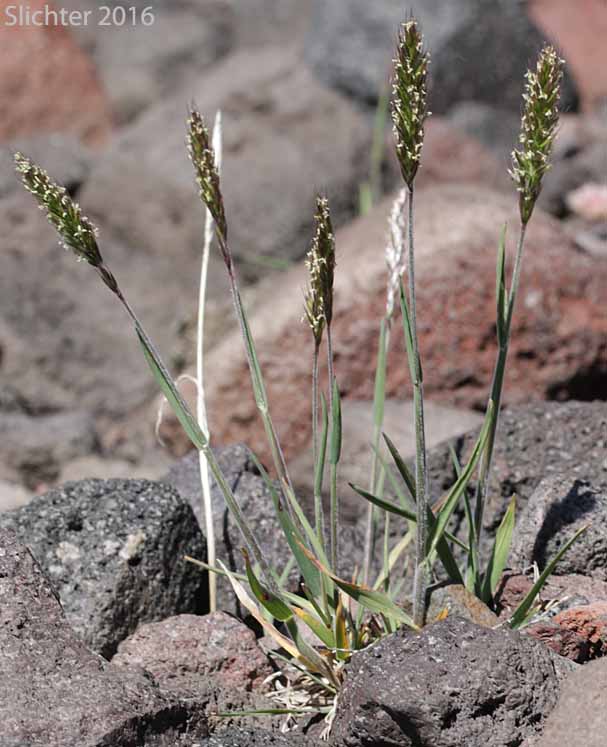 Downy Oat-grass, Narrow False Oat, Spike Trisetum: Trisetum spicatum (Synonyms: Aira spicata, Trisetum montanum, Trisetum montanum var. shearii, Trisetum sesquiflorum, Trisetum spicatum ssp. alaskanum, Trisetum spicatum ssp. congdonii, Trisetum spicatum ssp. majus, Trisetum spicatum ssp. molle, Trisetum spicatum ssp. montanum, Trisetum spicatum ssp. pilosiglume, Trisetum spicatum var. alaskanum, Trisetum spicatum var. congdoni, Trisetum spicatum var. maidenii, Trisetum spicatum var. majus, Trisetum spicatum var. molle, Trisetum spicatum var. pilosiglume, Trisetum spicatum var. spicatiforme, Trisetum spicatum var. spicatum, Trisetum spicatum var. villosissimum, Trisetum subspicatum, Trisetum triflorum, Trisetum triflorum ssp. molle, Trisetum villosissimum)