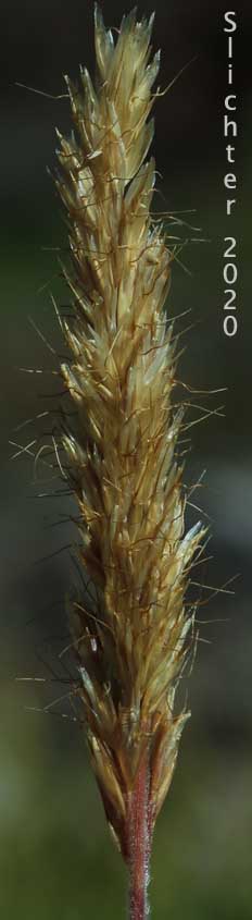 Inflorescence of Downy Oat-grass, Narrow False Oat, Spike Trisetum: Trisetum spicatum (Synonyms: Aira spicata, Trisetum montanum, Trisetum montanum var. shearii, Trisetum sesquiflorum, Trisetum spicatum ssp. alaskanum, Trisetum spicatum ssp. congdonii, Trisetum spicatum ssp. majus, Trisetum spicatum ssp. molle, Trisetum spicatum ssp. montanum, Trisetum spicatum ssp. pilosiglume, Trisetum spicatum var. alaskanum, Trisetum spicatum var. congdoni, Trisetum spicatum var. maidenii, Trisetum spicatum var. majus, Trisetum spicatum var. molle, Trisetum spicatum var. pilosiglume, Trisetum spicatum var. spicatiforme, Trisetum spicatum var. spicatum, Trisetum spicatum var. villosissimum, Trisetum subspicatum, Trisetum triflorum, Trisetum triflorum ssp. molle, Trisetum villosissimum)