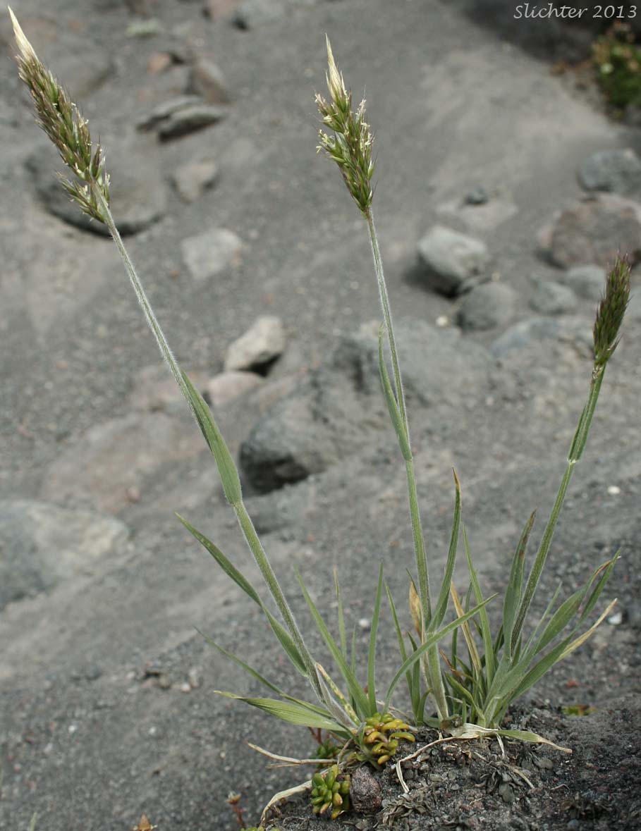 Downy Oat-grass, Narrow False Oat, Spike Trisetum: Trisetum spicatum (Synonyms: Aira spicata, Trisetum montanum, Trisetum montanum var. shearii, Trisetum sesquiflorum, Trisetum spicatum ssp. alaskanum, Trisetum spicatum ssp. congdonii, Trisetum spicatum ssp. majus, Trisetum spicatum ssp. molle, Trisetum spicatum ssp. montanum, Trisetum spicatum ssp. pilosiglume, Trisetum spicatum var. alaskanum, Trisetum spicatum var. congdoni, Trisetum spicatum var. maidenii, Trisetum spicatum var. majus, Trisetum spicatum var. molle, Trisetum spicatum var. pilosiglume, Trisetum spicatum var. spicatiforme, Trisetum spicatum var. spicatum, Trisetum spicatum var. villosissimum, Trisetum subspicatum, Trisetum triflorum, Trisetum triflorum ssp. molle, Trisetum villosissimum)