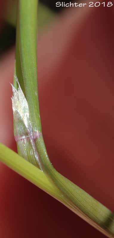 Unidentified Mount Adams Grass #13