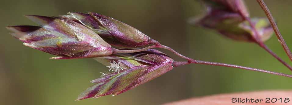Unidentified Mount Adams Grass #13