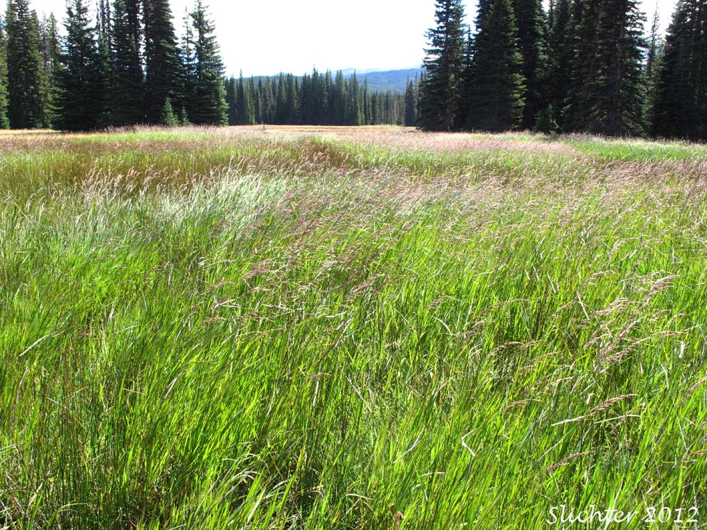 Unidentified Grass of Mt. Adams #6