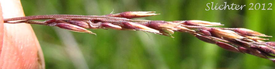 Close-up of the inflorescence of Unidentified Grass of Mt. Adams #6