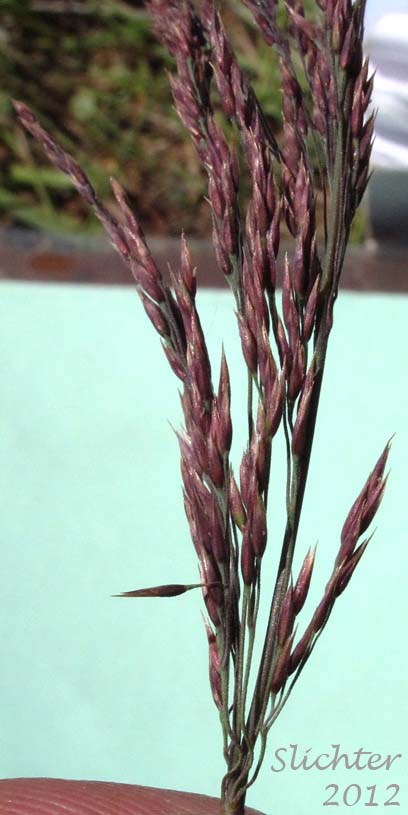 Close-up of the inflorescence of Unidentified Grass of Mt. Adams #6