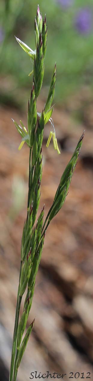 Close-up of the narrow inflorescence of Unidentified Grass of Mt. Adams #8 (Bromus suksdorfii ?)
