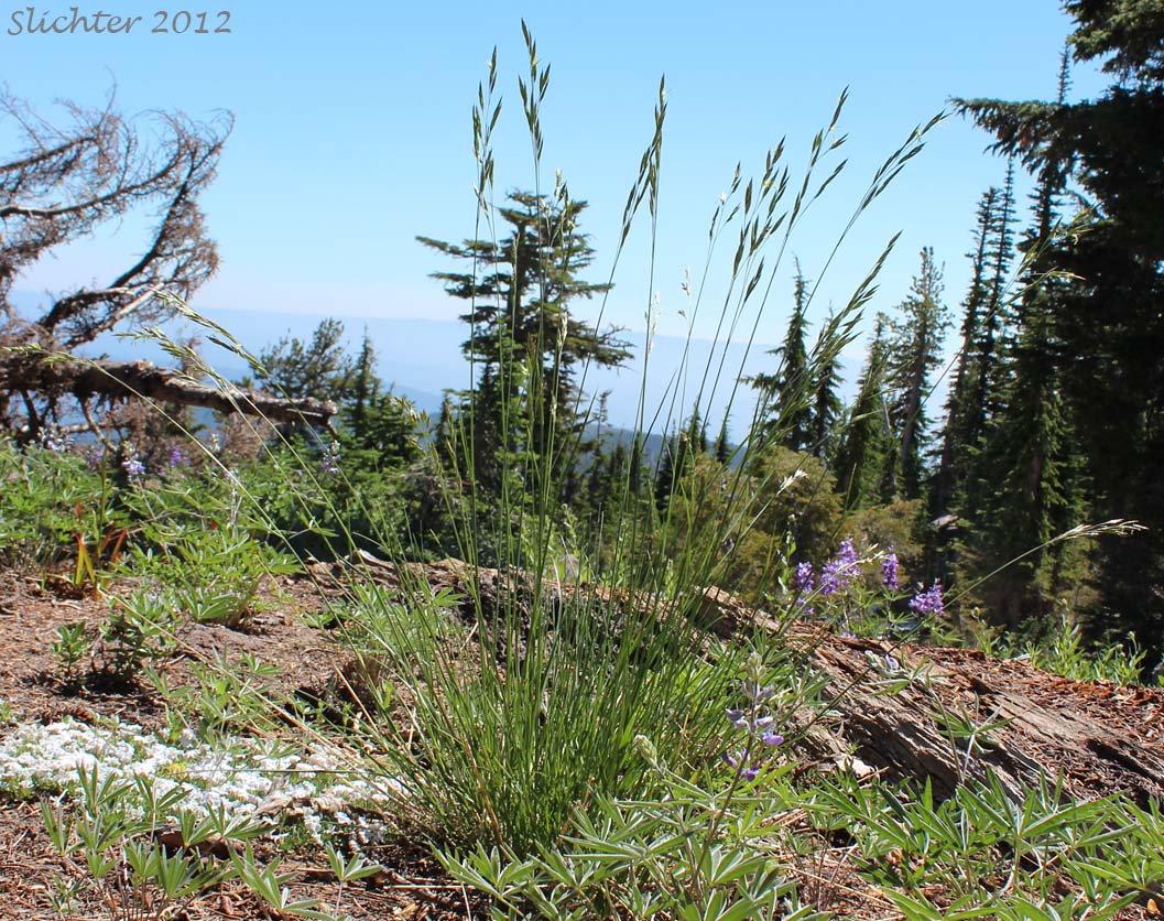Unidentified Grass of Mt. Adams #8 (Bromus suksdorfii ?)