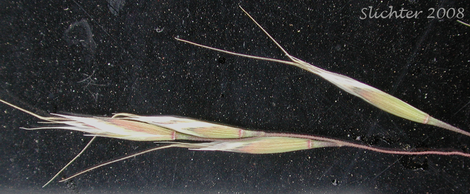 North Africa Grass, Ventenata, Voodoo Grass: Ventenata dubia (Synonyms: Avena dubia, Ventenata avenacea)