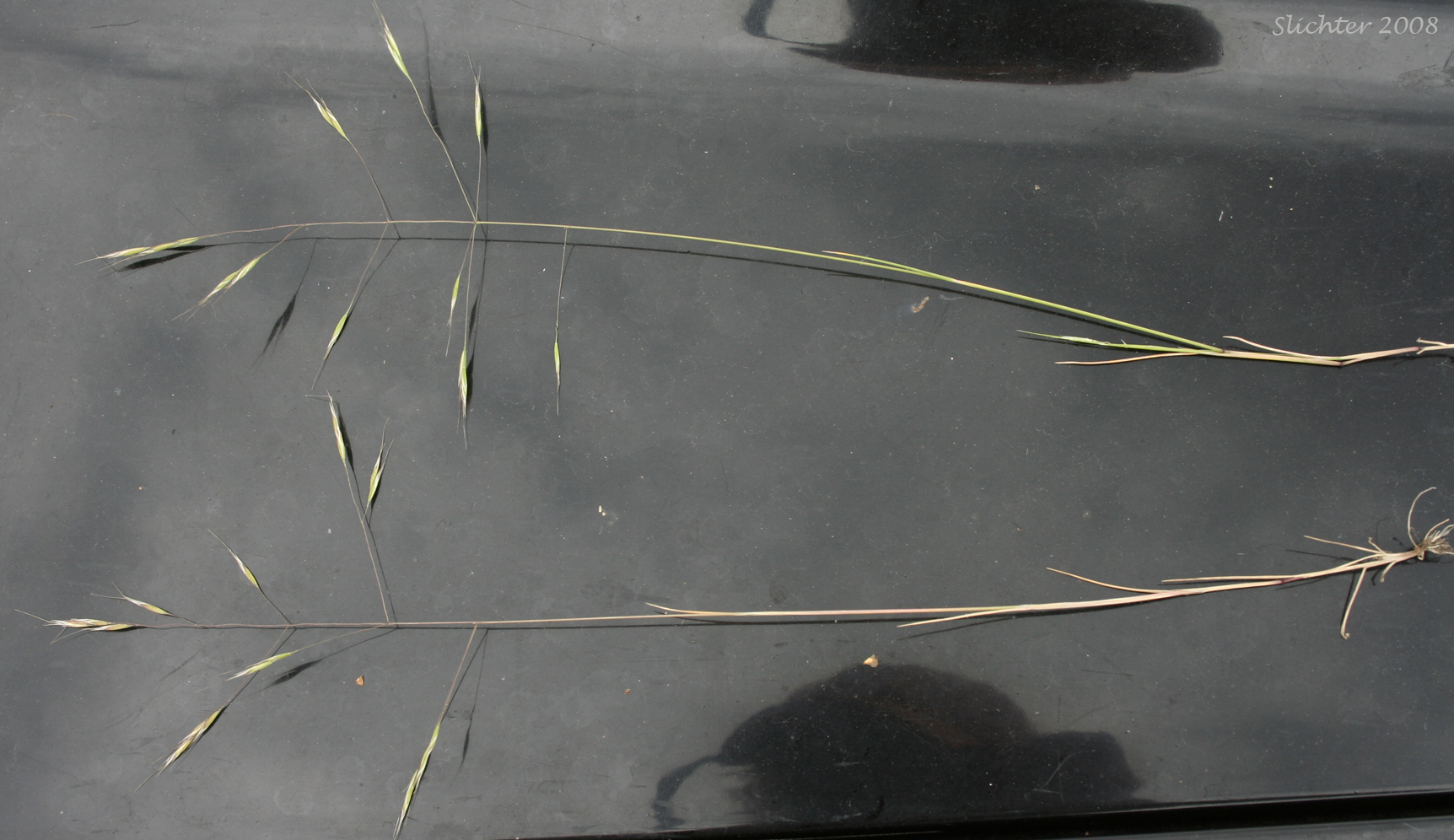 North Africa Grass, Ventenata, Voodoo Grass: Ventenata dubia (Synonyms: Avena dubia, Ventenata avenacea)