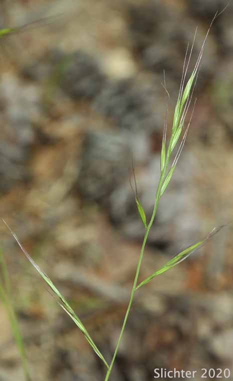 Desert Fescue, Small Fescue: Vulpia microstachys (Synonyms: Festuca arida, Festuca confusa, Festuca eastwoodae, Festuca grayii, Festuca microstachys, Festuca pacifica, Festuca reflexa, Vulpia microstachys var. ciliata, Vulpia microstachys var. confusa, Vulpia microstachys var. microstachys, Vulpia microstachys var. pauciflora, Vulpia pacifica)