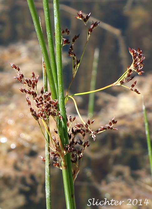 Inflorescence of Arctic Rush, Baltic Rush, Dark Baltic Rush, Mountain Rush: Juncus balticus ssp. ater (Synonyms: Juncus arcticus, Juncus arcticus ssp. ater, Juncus arcticus ssp. balticus, Juncus arcticus var. balticus, Juncus arcticus ssp. littoralis, Juncus arcticus var. littoralis, Juncus arcticus var. montanus, Juncus ater, Juncus balticus, Juncus balticus ssp. balticus, Juncus articus var. balticus, Juncus balticus var. balticus, Juncus balticus ssp. cascadensis, Juncus balticus ssp. littoralis, Juncus balticus var. littoralis, Juncus balticus var. melanogenus, Juncus balticus var. montanus, Juncus balticus ssp. occidentalis, Juncus balticus var. stenocarpus, Juncus balticus var. vallicola)