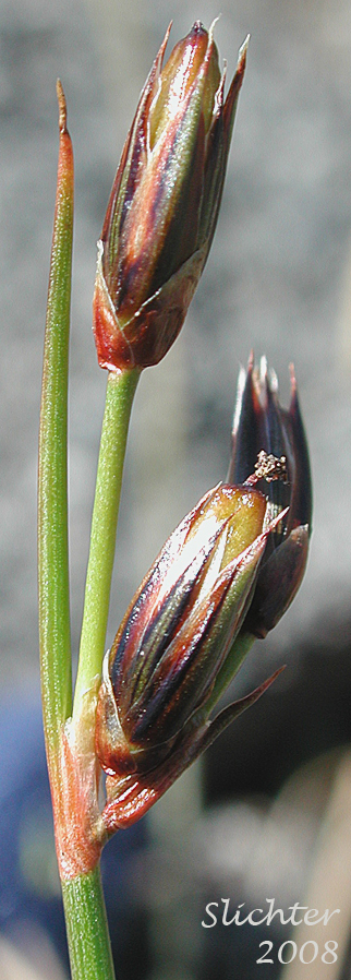 Ovary of Drummond's Rush, Threeflower Rush: Juncus drummondii (Synonyms: Juncus compressus var. subtriflorus, Juncus drummondii var. drummondii, Juncus drummondii var. longifructus, Juncus drummondii ssp. subtriflorus, Juncus drummondii var. subtriflorus, Juncus pauperculus, Juncus subtriflorus)