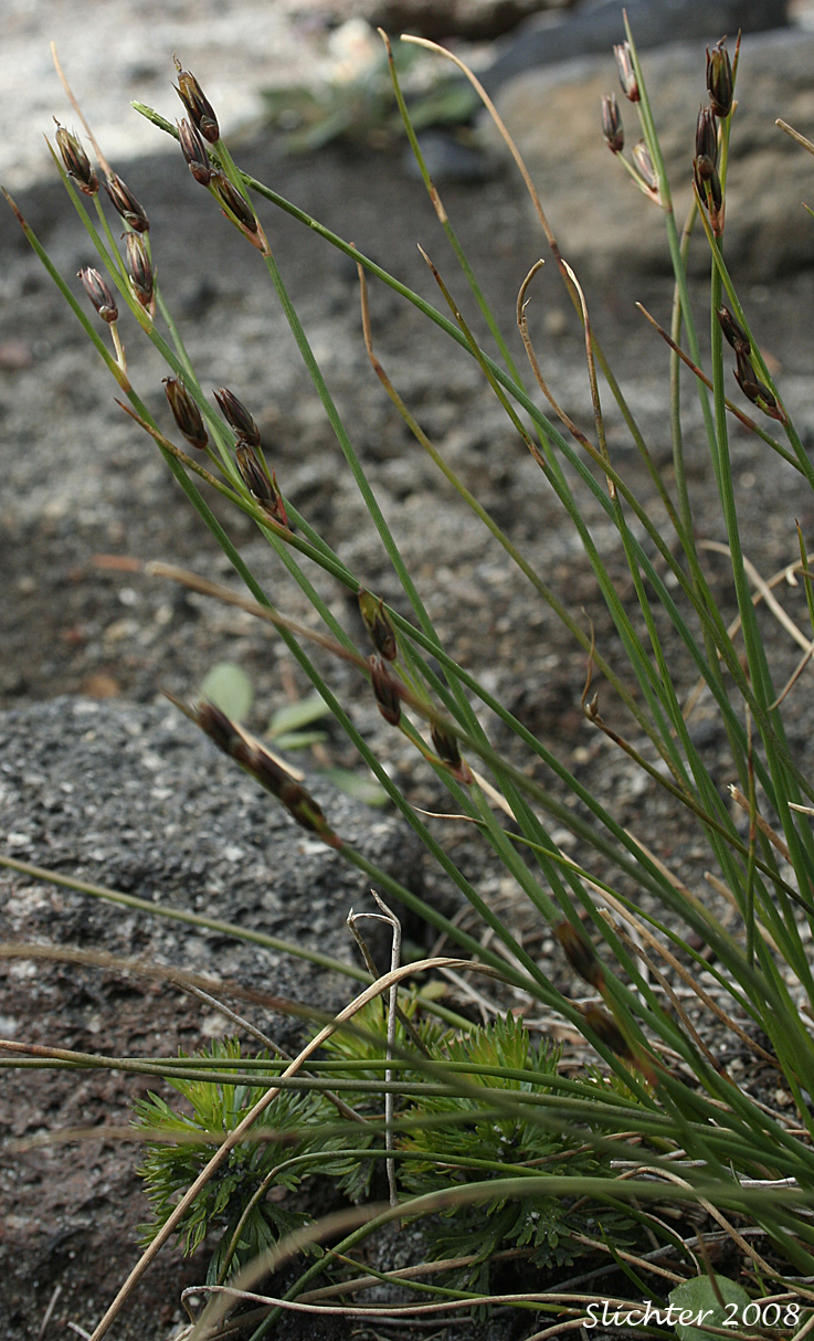 Drummond's Rush, Threeflower Rush: Juncus drummondii (Synonyms: Juncus compressus var. subtriflorus, Juncus drummondii var. drummondii, Juncus drummondii var. longifructus, Juncus drummondii ssp. subtriflorus, Juncus drummondii var. subtriflorus, Juncus pauperculus, Juncus subtriflorus)