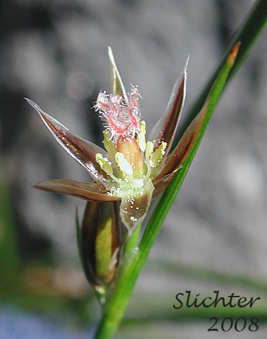 Flower of Drummond's Rush, Threeflower Rush: Juncus drummondii (Synonyms: Juncus compressus var. subtriflorus, Juncus drummondii var. drummondii, Juncus drummondii var. longifructus, Juncus drummondii ssp. subtriflorus, Juncus drummondii var. subtriflorus, Juncus pauperculus, Juncus subtriflorus)