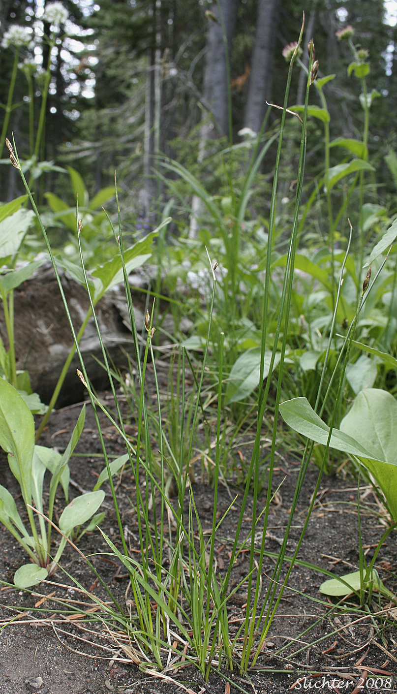 Drummond's Rush, Threeflower Rush: Juncus drummondii (Synonyms: Juncus compressus var. subtriflorus, Juncus drummondii var. drummondii, Juncus drummondii var. longifructus, Juncus drummondii ssp. subtriflorus, Juncus drummondii var. subtriflorus, Juncus pauperculus, Juncus subtriflorus)